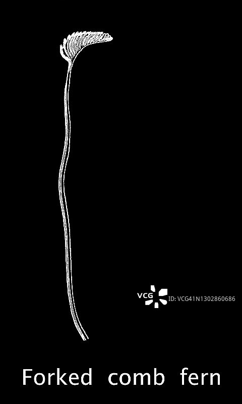 叉蕨古老雕刻插图图片素材