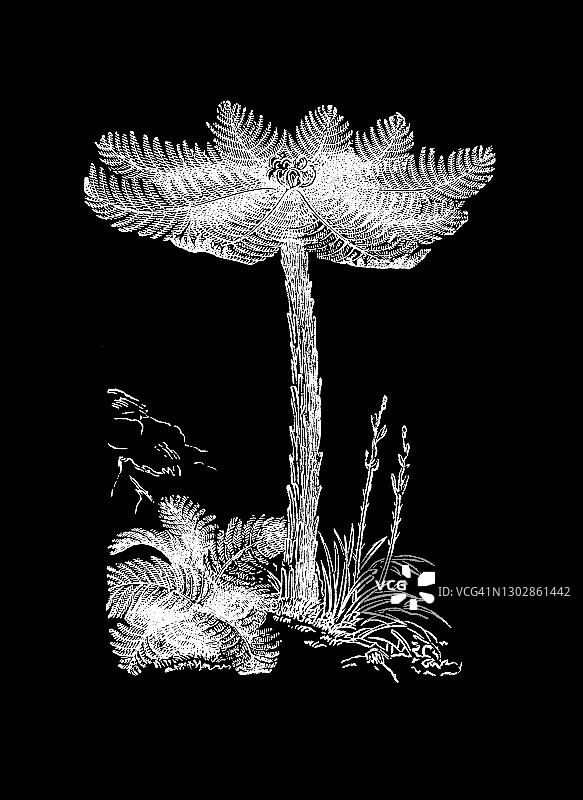 树蕨古版画插图(南洋桫椤)图片素材