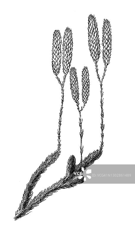 蔓 क्लब（Lycopodium clavatum）的古老版画插图图片素材