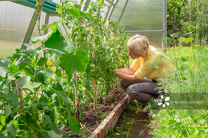 女农民蹲在花园温室里，照料西红柿和黄瓜等蔬菜图片素材