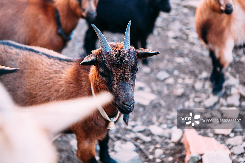 一只脖子上戴着铃铛的棕色短毛家山羊宝宝图片素材