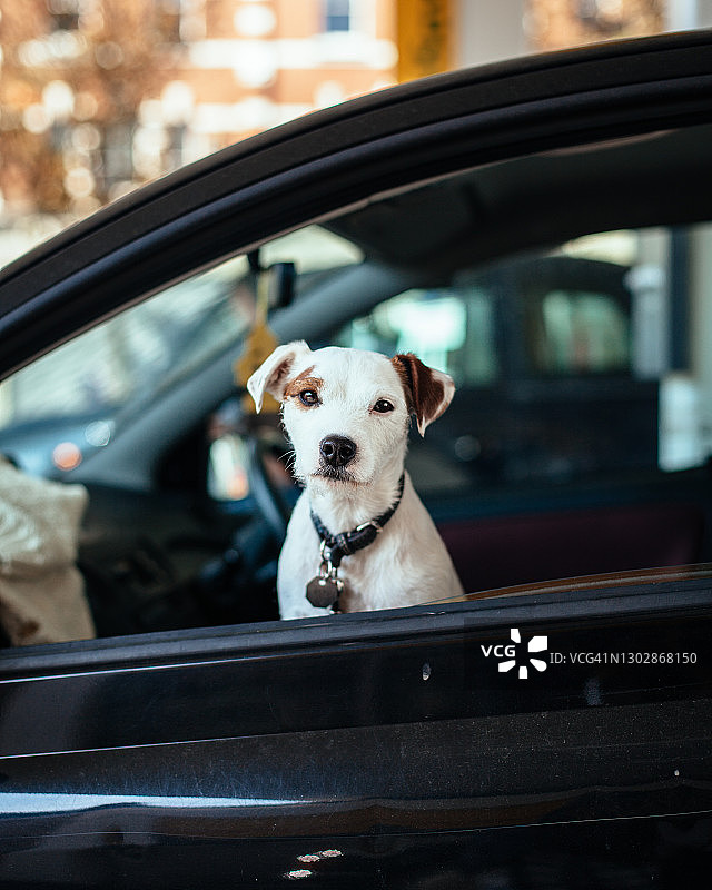 白色棕色杰克罗素梗犬好奇地望着车窗外图片素材