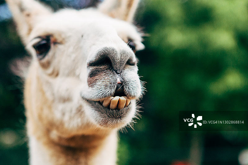 牙齿不齐的骆马头部特写图片素材