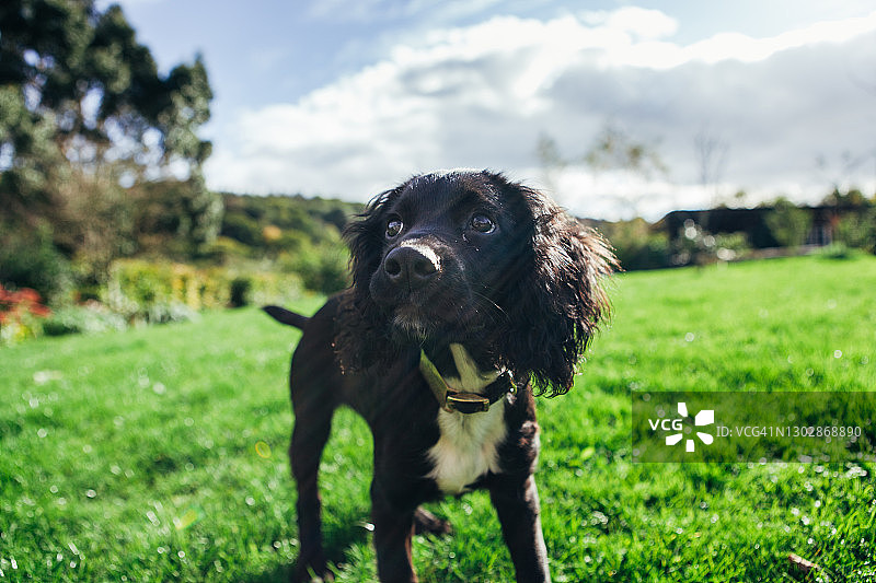 站在花园里的黑色可卡犬图片素材