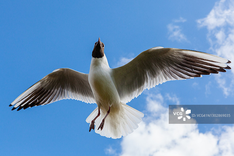 海鸥在蔚蓝的天空中飞翔图片素材