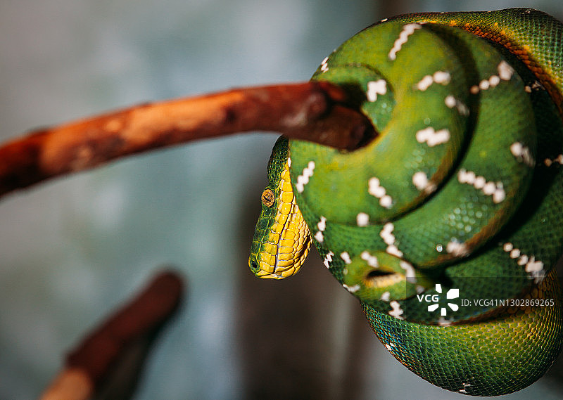 绿树蟒图片素材