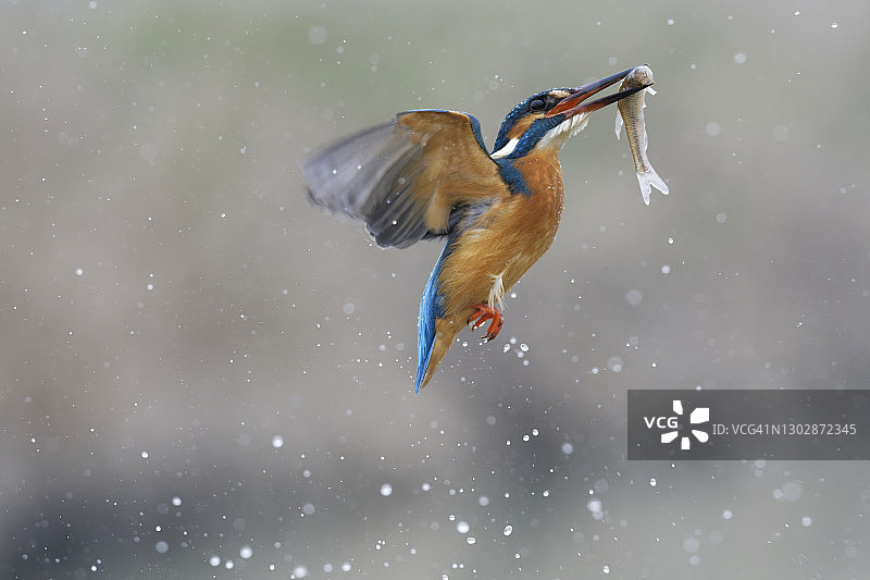 翠鸟捕鱼图片素材