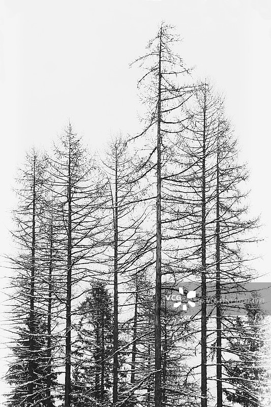 美国爱达荷州麦考尔冬季落叶松图片素材