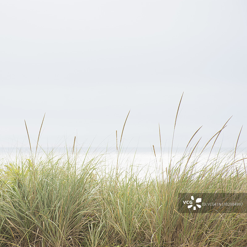 沙丘上的草图片素材