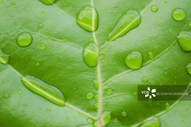 海葡萄叶子上的水滴特写图片素材