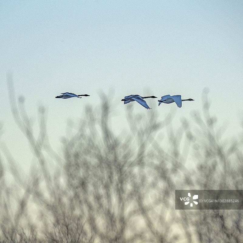 号手天鹅飞越树林图片素材