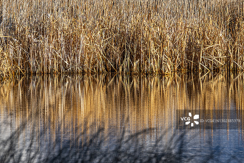 美国爱达荷州贝尔维尤银溪保护区的小溪芦苇图片素材