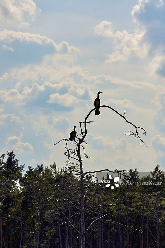 栖息在枯树枝上的黑色鸬鹚图片素材