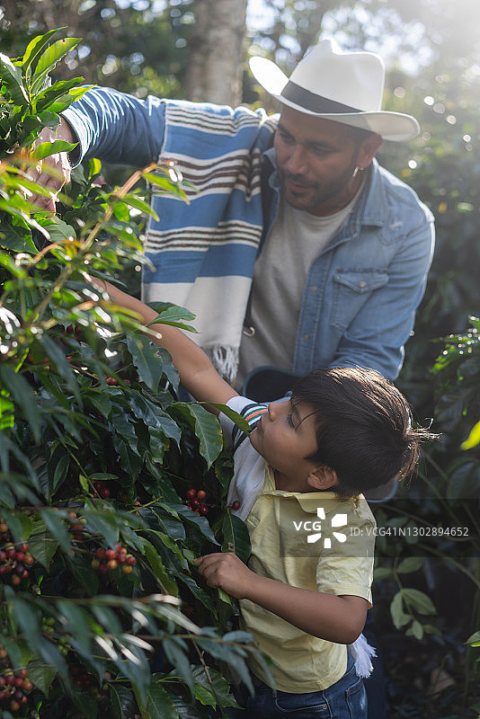 哥伦比亚农民在种植园教儿子采摘咖啡图片素材