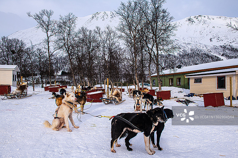 挪威特罗姆瑟的狗拉雪橇冒险图片素材