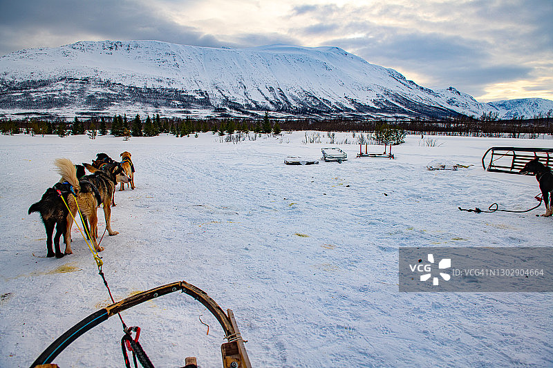 挪威特罗姆瑟的狗拉雪橇冒险图片素材