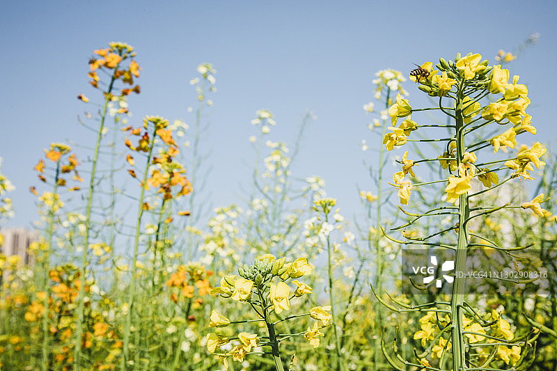 油菜花田图片素材