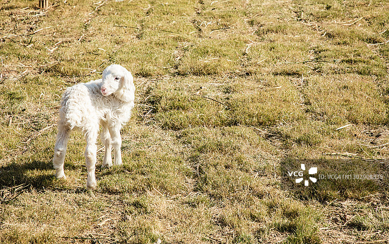 绿草上的优质羔羊图片素材