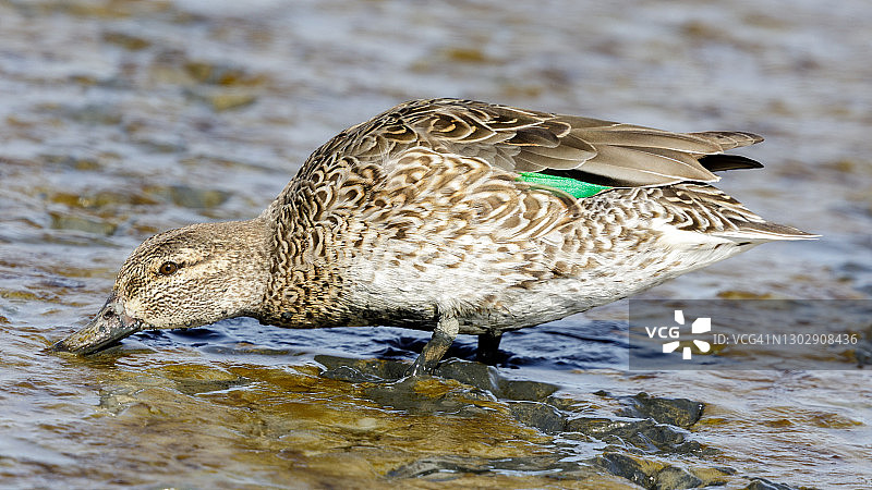 在泥滩上寻找食物的成年雌性绿翅鸭图片素材