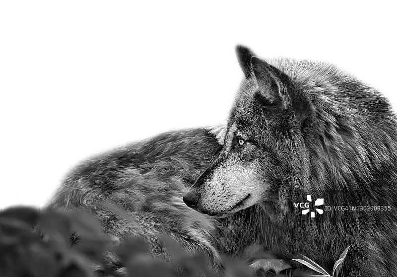 英俊灰狼的侧面肖像图片素材