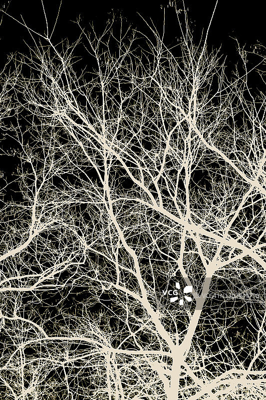 冬天的树枝图片素材