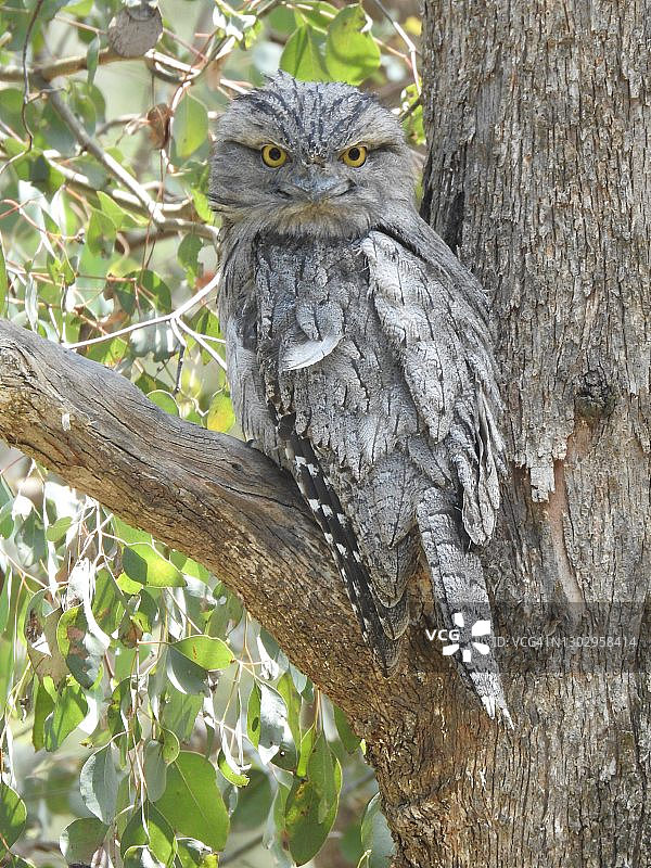 树上的茶色蟆口鸱图片素材