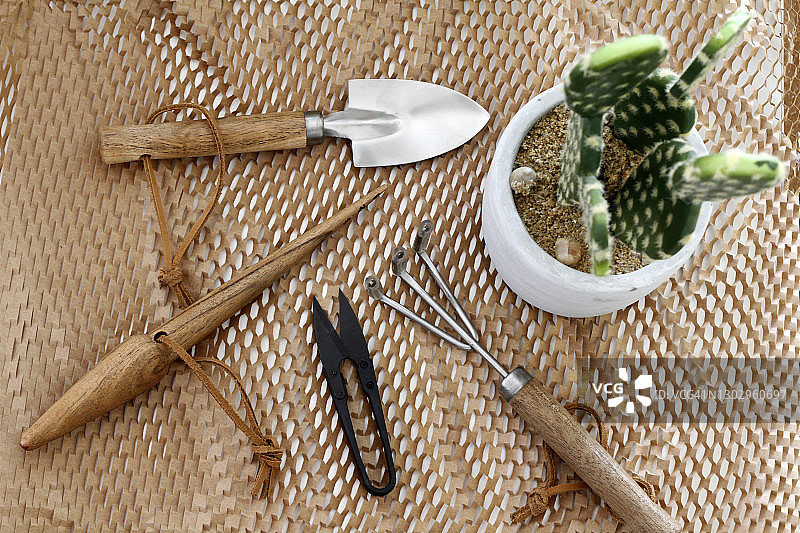 桌子上的园艺工具和仙人掌图片素材