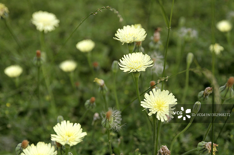黄色雏菊花朵特写图片素材