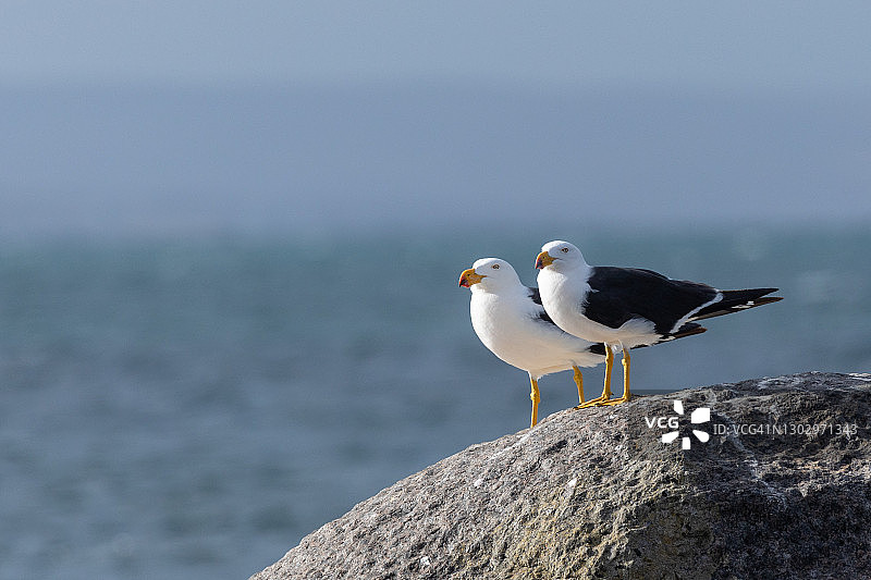 太平洋鸥鸟群，艾尔半岛，南澳大利亚图片素材