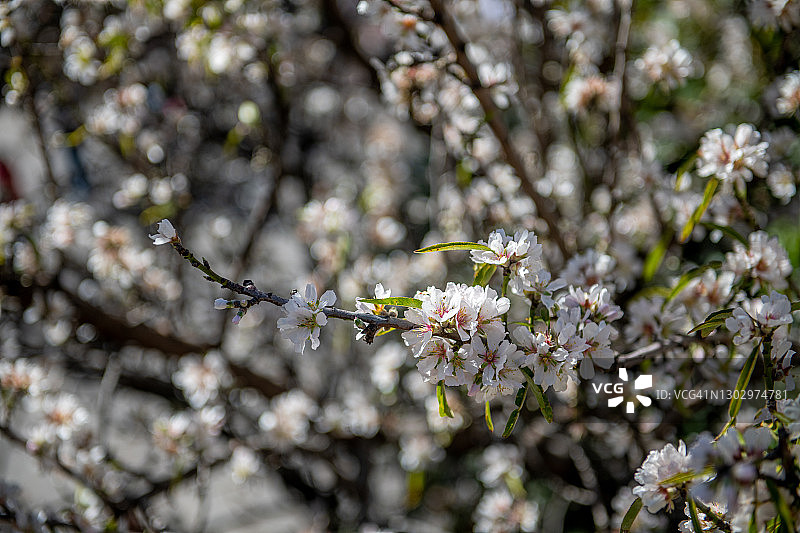 杏仁花图片素材