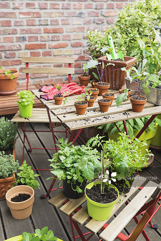 阳台花园种植的草药和蔬菜图片素材