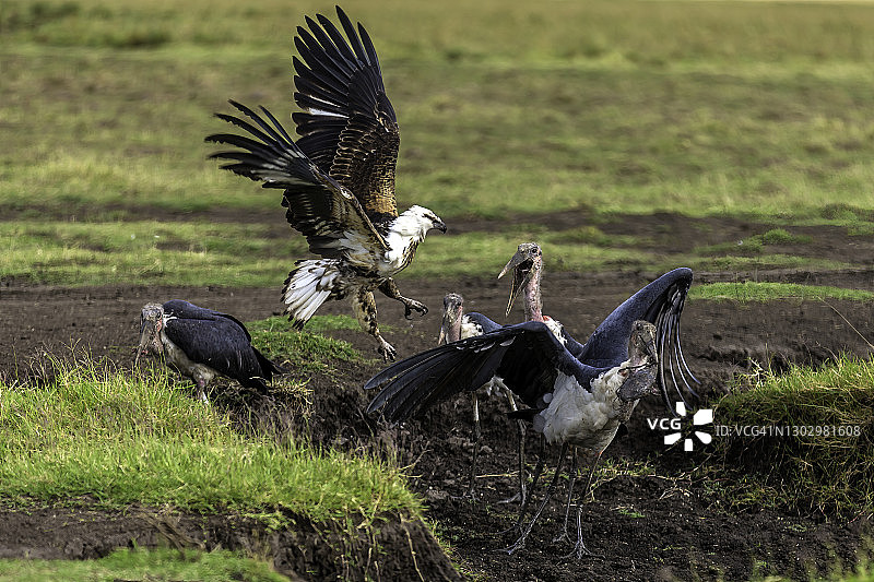 非洲海雕与马拉布鹳在马赛马拉争夺鲶鱼图片素材