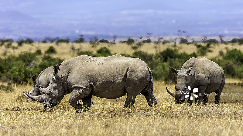 肯尼亚莱基皮亚草原上吃草的白犀牛图片素材
