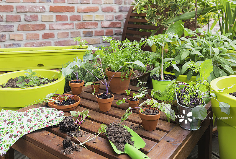 阳台上的各种盆栽植物和园艺工具图片素材