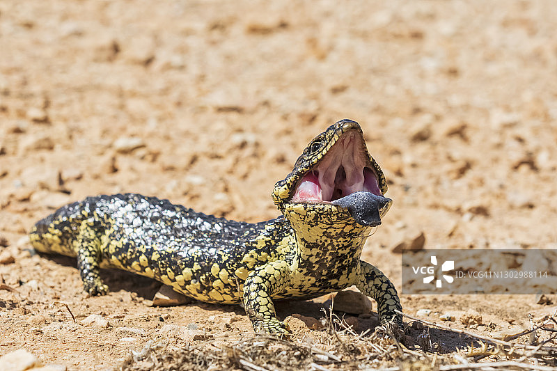 张开嘴的蓝舌石龙子肖像图片素材