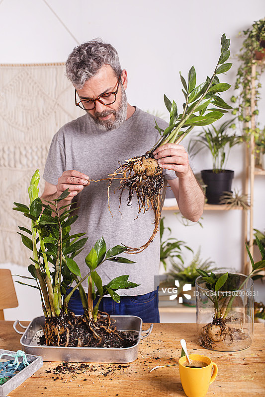 男人在家园艺时检查金钱树的根部图片素材