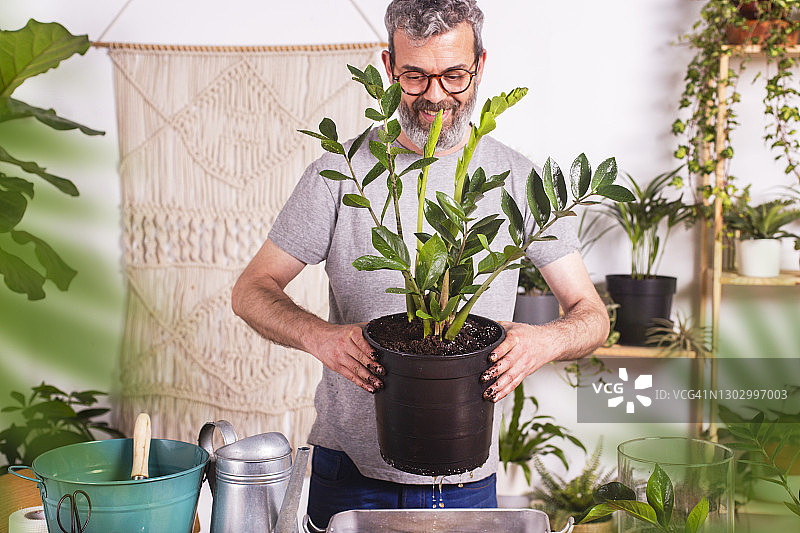 微笑的男人抱着一盆金钱树站在家里图片素材