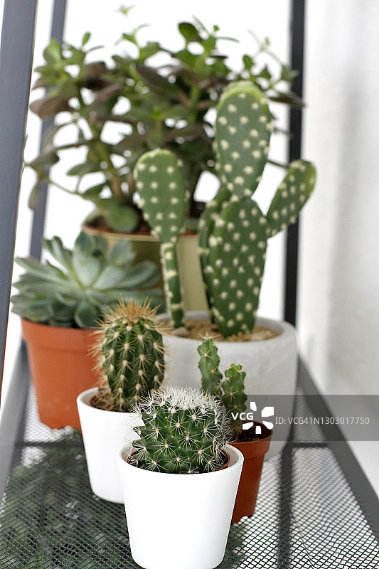 盆栽仙人掌和多肉植物图片素材