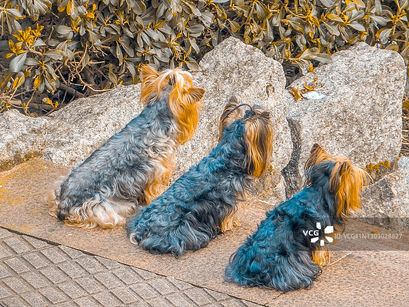 三只约克夏犬图片素材