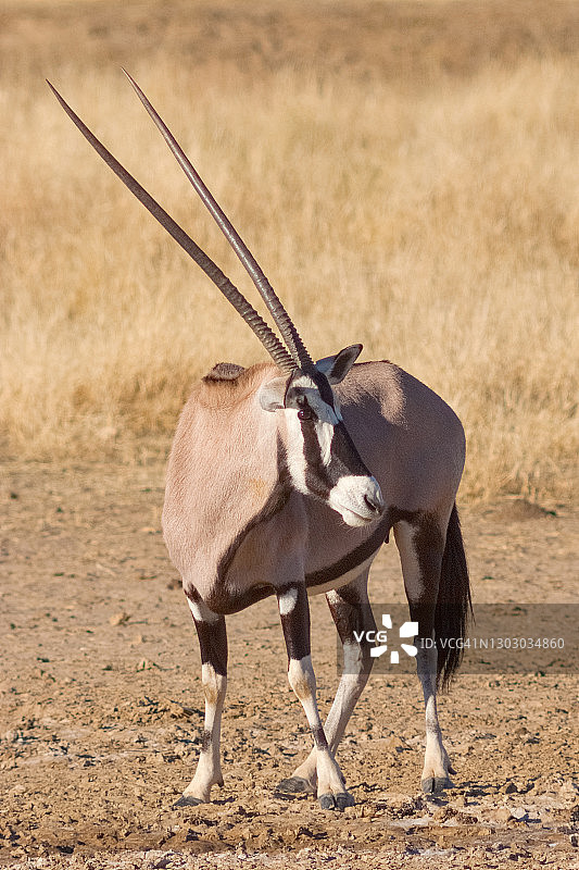 杰姆斯博克图片素材