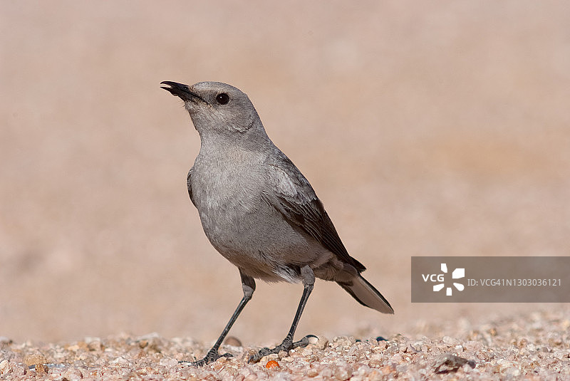 卡鲁查特图片素材