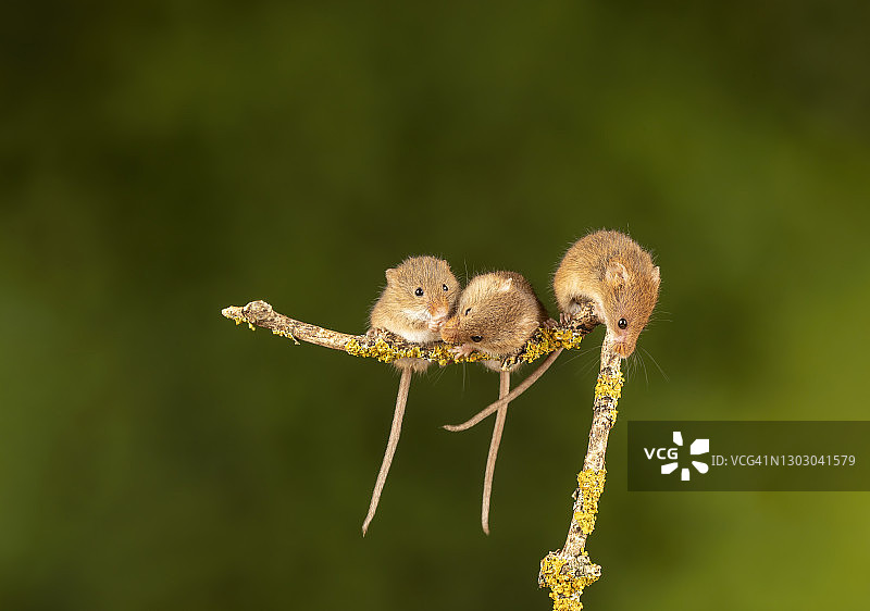 三只收获小鼠图片素材