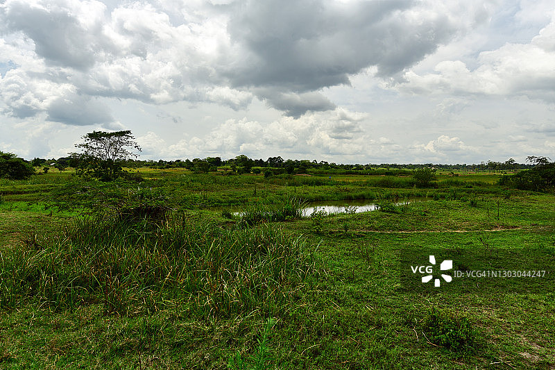乌干达东部稻田和杂草沼泽图片素材