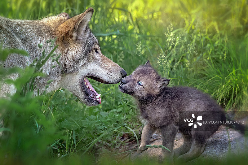 灰狼妈妈和新生幼崽的温馨场景图片素材