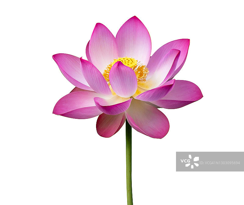 盛开的粉色莲花图片素材