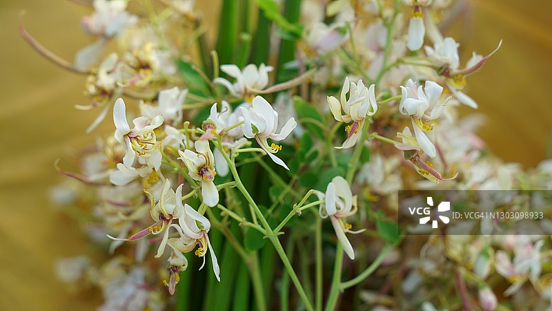 健康纯素辣木花图片素材