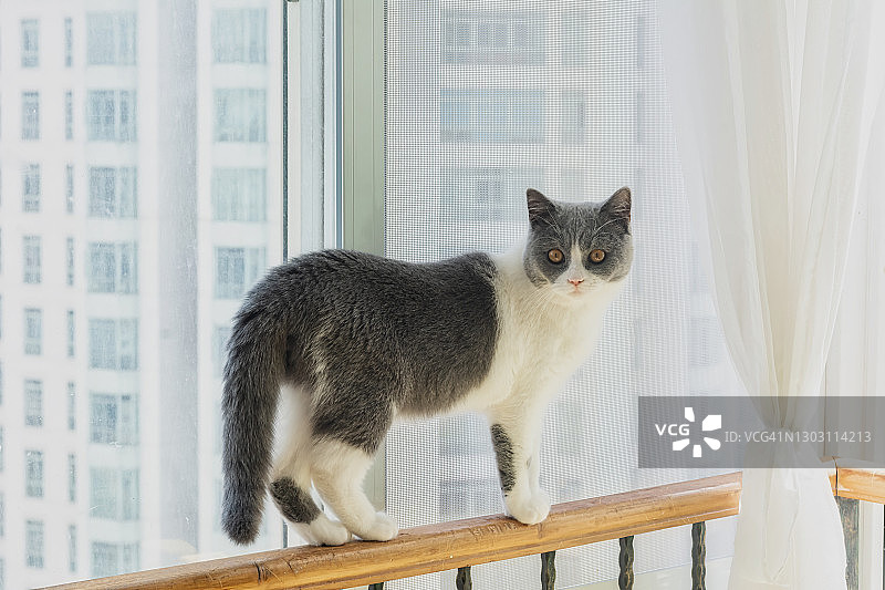 攀爬窗户栏杆的黑白猫图片素材