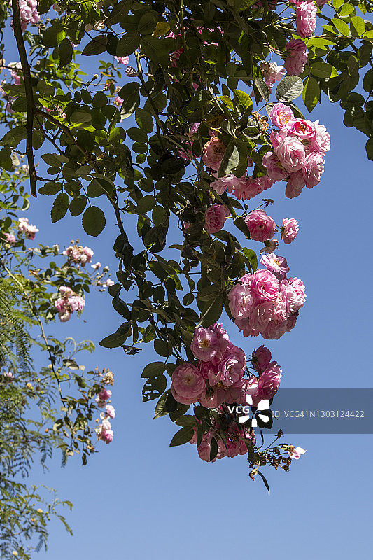 蓝天下攀爬的玫瑰图片素材