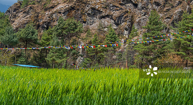 尼泊尔徒步路线上的绿色稻田、祈祷旗和山脉图片素材