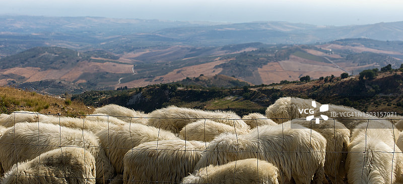 西西里岛山坡上的绵羊图片素材